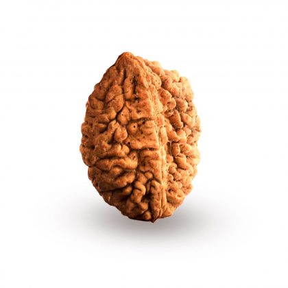 Lab Certified Two Faced (2 Mukhi) Rudraksha Good for Pooja,Yoga, Meditation