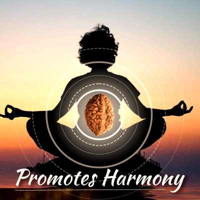 Lab Certified Two Faced (2 Mukhi) Rudraksha Good for Pooja,Yoga, Meditation