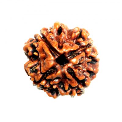 Four Faced (4 Mukhi) Lab Certified Rudraksha Bead Good for Pooja,Yoga, Meditation