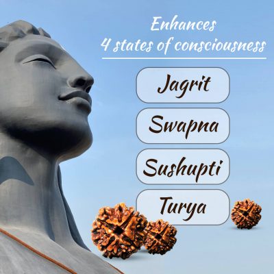 Four Faced (4 Mukhi) Lab Certified Rudraksha Bead Good for Pooja,Yoga, Meditation