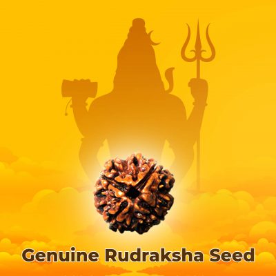 Four Faced (4 Mukhi) Lab Certified Rudraksha Bead Good for Pooja,Yoga, Meditation