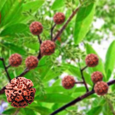 Five Faced (5 Mukhi) Rudraksha Bead Good for Pooja,Yoga, Meditation