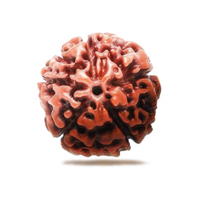 Five Faced (5 Mukhi) Rudraksha Bead Good for Pooja,Yoga, Meditation