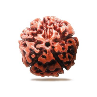 Five Faced (5 Mukhi) Rudraksha Bead Good for Pooja,Yoga, Meditation